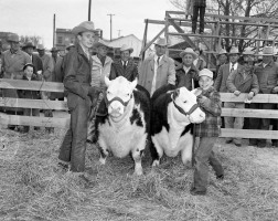 Calf-Show-1952-02-23