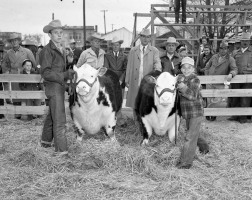 Calf-Show-Grand-Champion-Acker-Right-Reserve-Champ-Springer-Left-1952-02-23