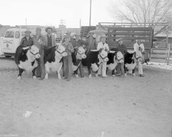 Calves-@-4H-Show-1-1953-02-14