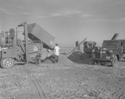 Carter-Bean-Harvest-001-1951-10-10