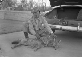 Colby-Conkwright-and-two-Coyotes-Dec-1-1950-001