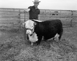 Dwain-Walkers-Calf-2-1952-02-10