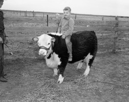 Dwain-Walkers-Calf-Richard-on-Back-1952-02-10