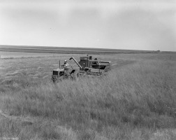 Grant-Hanna-Harvesting-Grass-Seed-Aug-19-1950-001