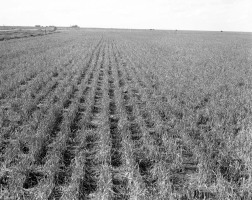 Hailed-Wheat-May-8-1949-001